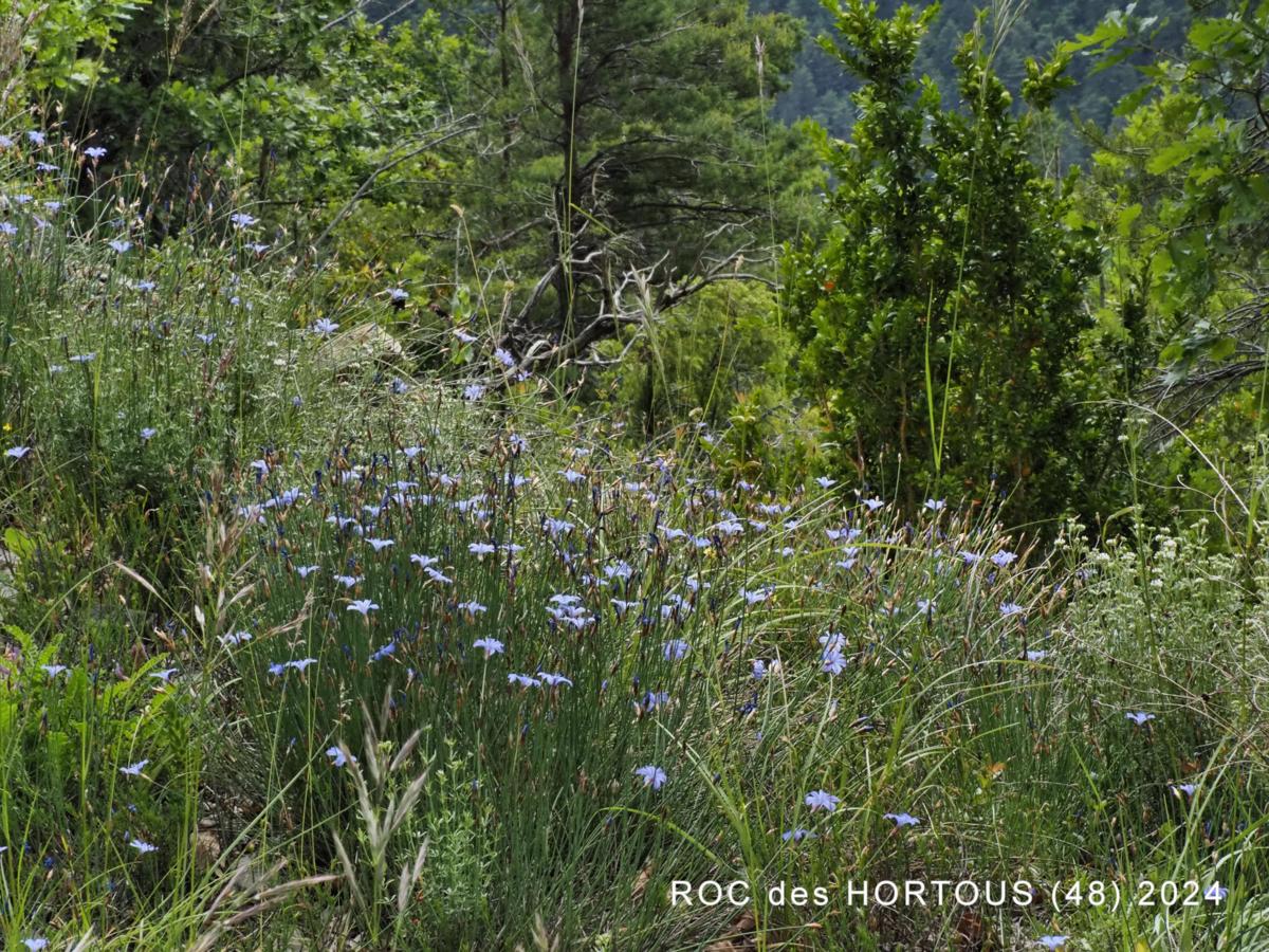 Blue Grass-Lily plant